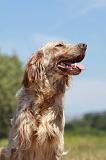 SETTER ANGLAIS 218